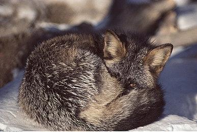 《文明7》自由混搭领袖与文明 更大胆冒险的尝试