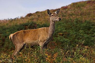 《街霸6》隆角色介绍视频 6月2日发售